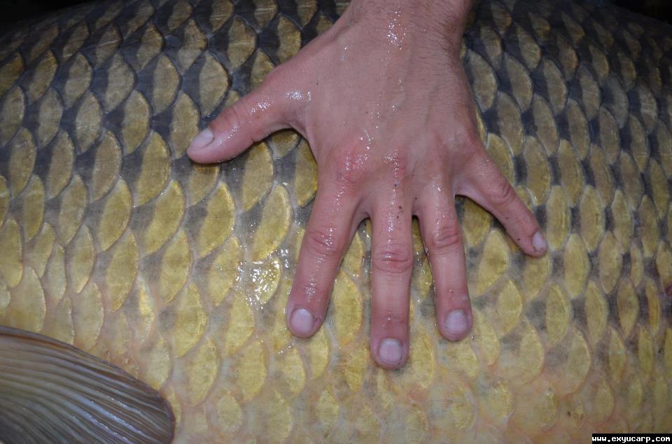 pre_1446905984__399760_566657693356626_1