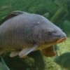 Cyprinus carpio